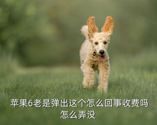 蘋果6會(huì)自動(dòng)彈出什么,蘋果手機(jī)應(yīng)用怎么用?