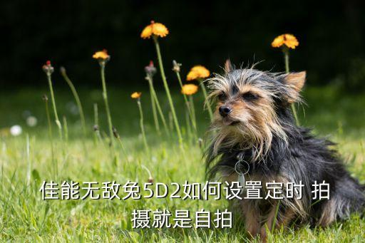 佳能 自動(dòng)拍攝,延時(shí)自拍怎么做?