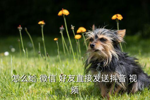 微信自動給好友發(fā)視頻,如何發(fā)tiktok微信好友?4步驟!