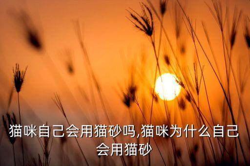 貓咪自己會(huì)用貓砂嗎,貓咪為什么自己會(huì)用貓砂
