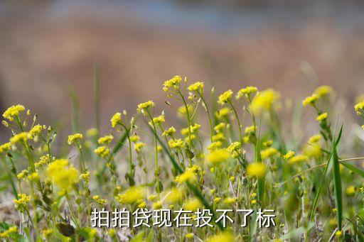拍拍貸自動標策略,拍拍loan發(fā)起快速競價方式拍拍貸款合法