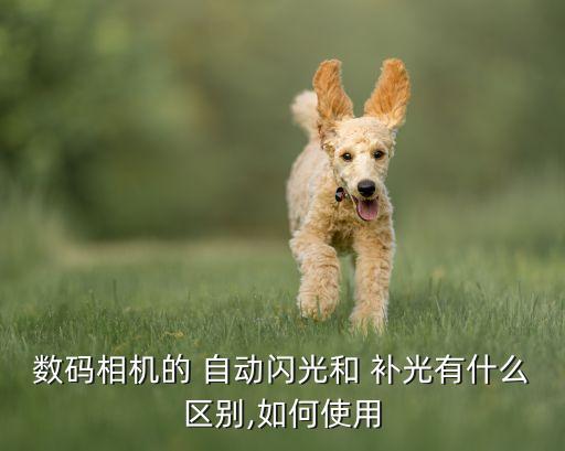 數(shù)碼相機(jī)的 自動(dòng)閃光和 補(bǔ)光有什么區(qū)別,如何使用
