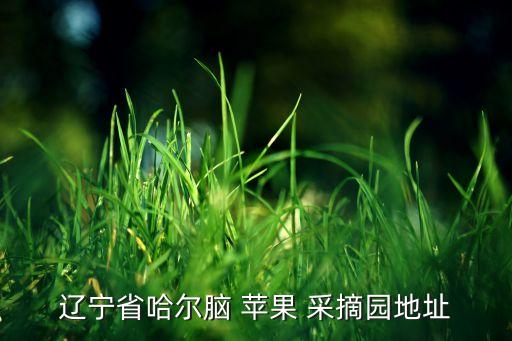 蘋果自動(dòng)采摘,遼寧哈爾腦蘋果采摘花園蘋果樹結(jié)果需2-3年