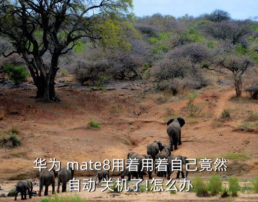 華為mate8手機自動關機,手機怎么辦?四大問題需解答