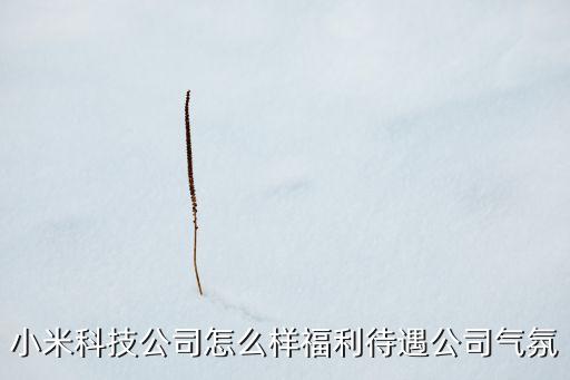 小米科技公司怎么樣福利待遇公司氣氛