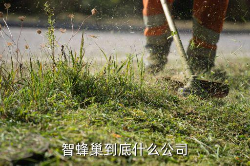 智蜂巢到底什么公司
