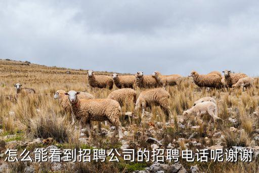 怎么能看到招聘公司的招聘電話呢謝謝