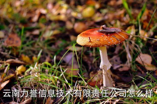 云南力譽(yù)信息技術(shù)有限責(zé)任公司怎么樣