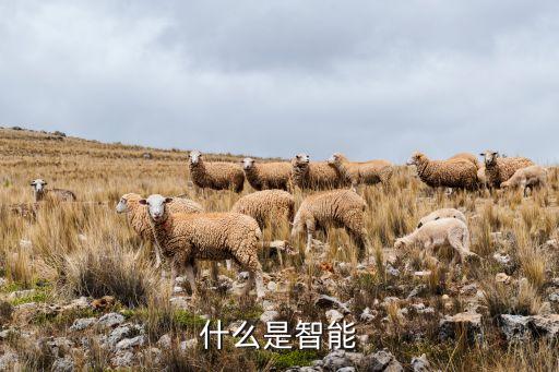 智能是指什么，智能是什么