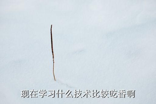 現(xiàn)在學(xué)習(xí)什么技術(shù)比較吃香啊