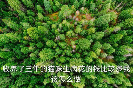 收養(yǎng)了三年的貓咪生病花的錢比較多我該怎么做