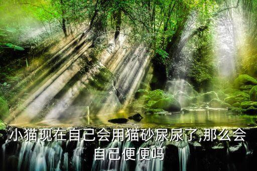 小貓現(xiàn)在自己會(huì)用貓砂尿尿了,那么會(huì)自己便便嗎