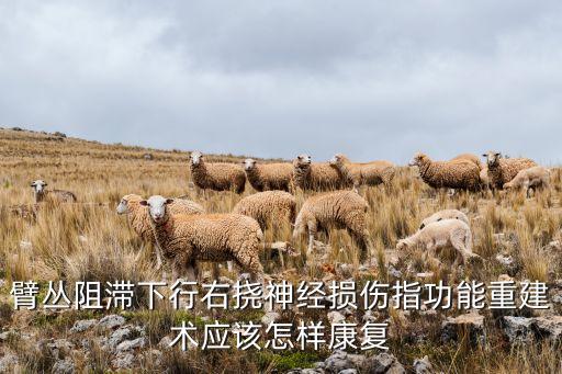 臂叢阻滯下行右撓神經(jīng)損傷指功能重建術應該怎樣康復