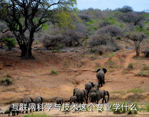 互聯(lián)網(wǎng)科技專業(yè)，互聯(lián)網(wǎng)有哪些專業(yè)比較熱門