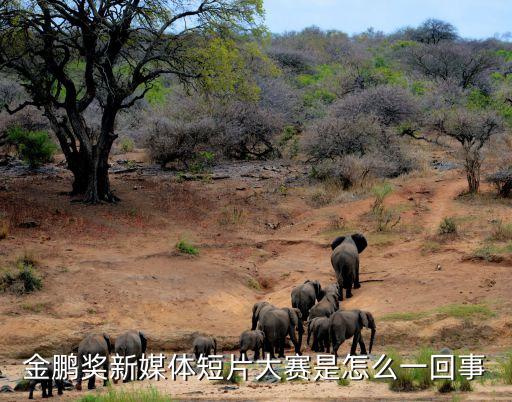 金鵬科技創(chuàng)新大賽，金鵬獎(jiǎng)新媒體大賽100萬(wàn)的獎(jiǎng)金是真的