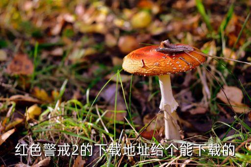 紅色警戒2的下載地址給個(gè)能下載的