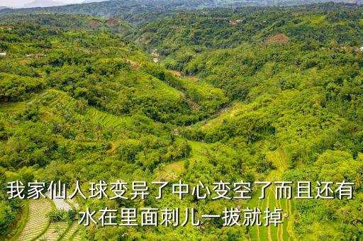 我家仙人球變異了中心變空了而且還有水在里面刺兒一拔就掉