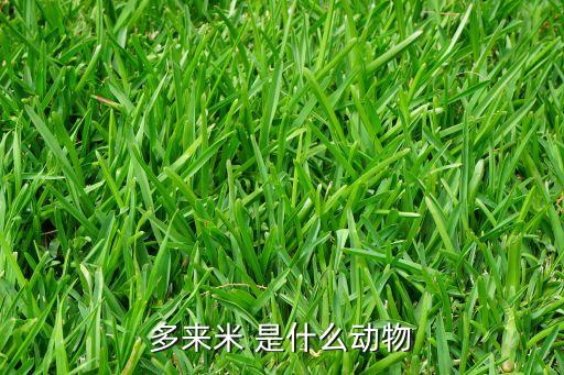 多來米 是什么動(dòng)物