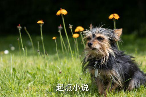 起點小說，起點小說
