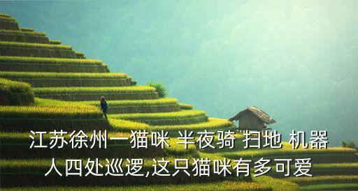 江蘇徐州一貓咪 半夜騎 掃地 機器人四處巡邏,這只貓咪有多可愛