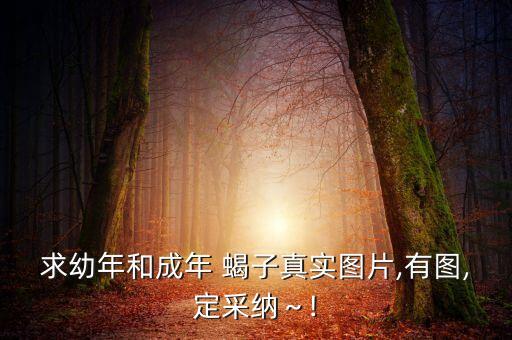 求幼年和成年 蝎子真實(shí)圖片,有圖,定采納～!