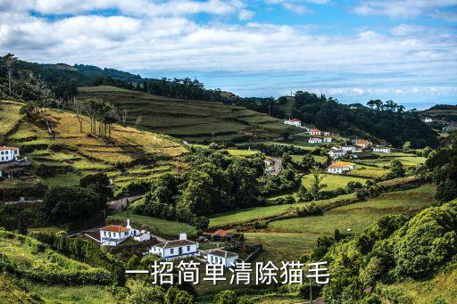 一招簡單清除貓毛