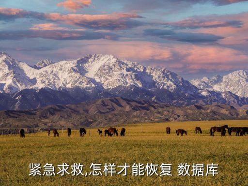 緊急求救,怎樣才能恢復(fù) 數(shù)據(jù)庫