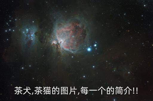 世嘉機(jī)器人貓多少錢