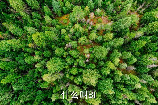 什么叫BI