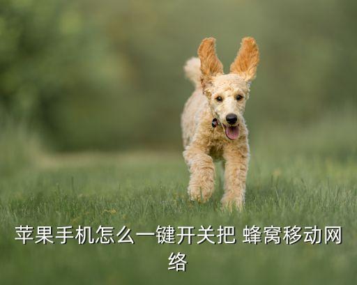 蘋果手機怎么一鍵開關(guān)把 蜂窩移動網(wǎng)絡(luò)