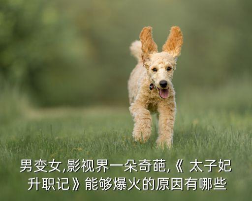男變女,影視界一朵奇葩,《 太子妃 升職記》能夠爆火的原因有哪些