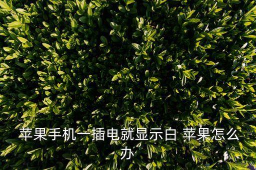  蘋果手機(jī)一插電就顯示白 蘋果怎么辦