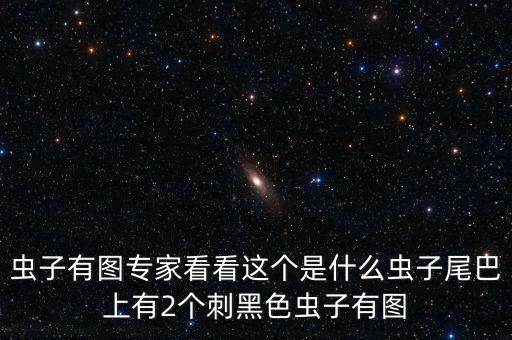 蟲子有圖專家看看這個是什么蟲子尾巴上有2個刺黑色蟲子有圖