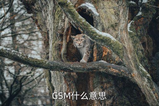 GSM什么意思