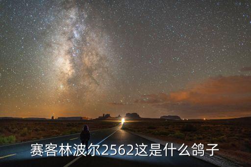 賽客林波爾2562這是什么鴿子