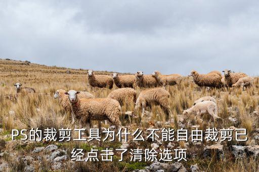 PS的裁剪工具為什么不能自由裁剪已經(jīng)點(diǎn)擊了清除選項(xiàng)