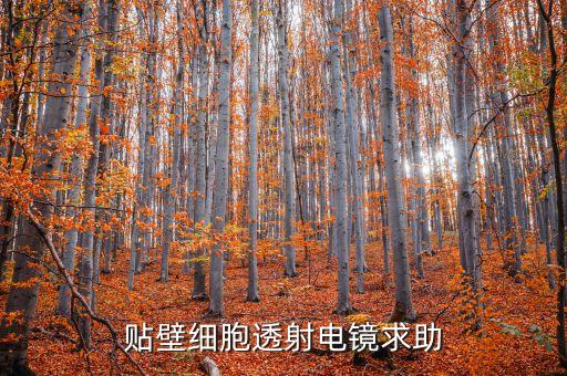 貼壁細(xì)胞透射電鏡求助