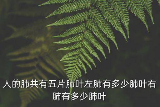 人的肺共有五片肺葉左肺有多少肺葉右肺有多少肺葉