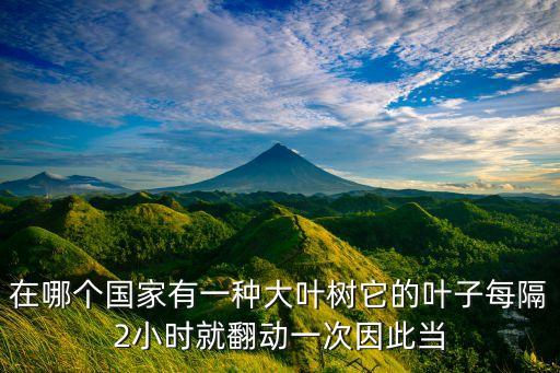 在哪個國家有一種大葉樹它的葉子每隔2小時就翻動一次因此當(dāng)