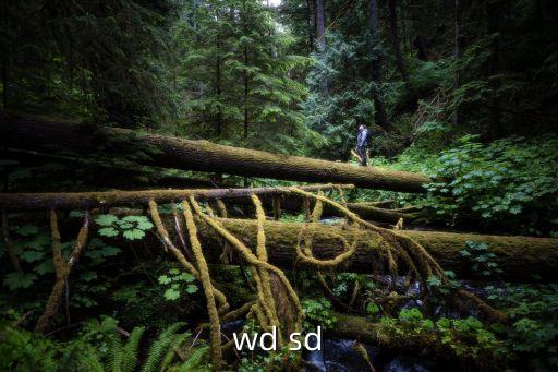 wd sd