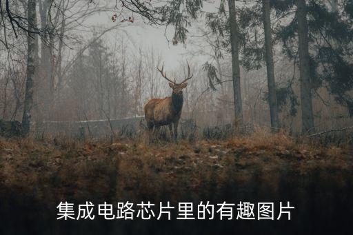 集成電路芯片里的有趣圖片