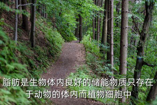 什么是儲能，SRV是什么