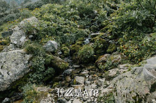 什么是ATP