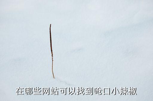 在哪些網(wǎng)站可以找到嗆口小辣椒