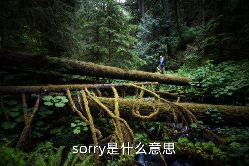 sorry是什么意思
