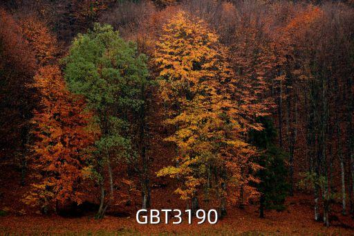 GBT3190