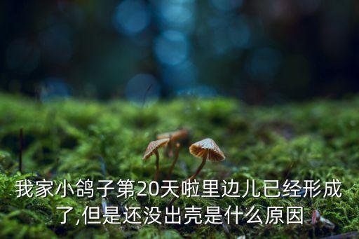 東莞小鴿自動化設備,鴿子的形象小鴿子是一只可愛的小鴿