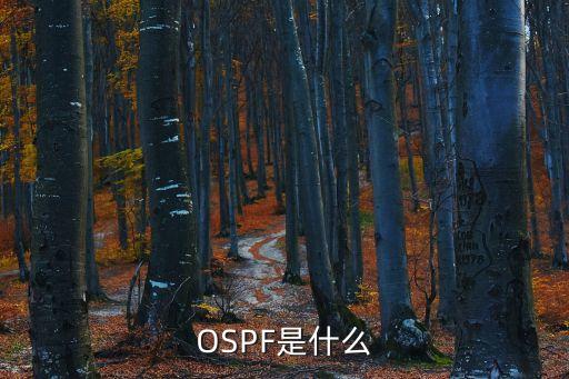 OSPF是什么