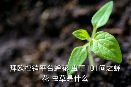 拜歐控銷平臺(tái)蟬花 蟲草101問之蟬花 蟲草是什么