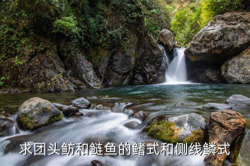鰭式，求團(tuán)頭魴和鰱魚的鰭式和側(cè)線鱗式